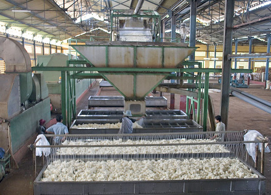 attraction-Kampong Cham Economy Chup Rubber Plantation Factory.jpg